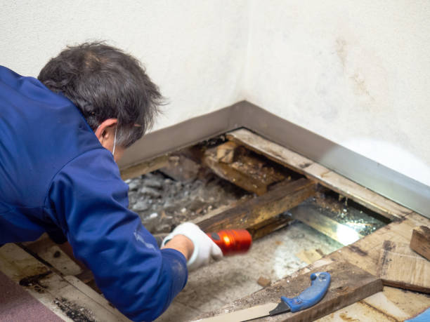 Best Industrial Mold Remediation in Greenhills, OH