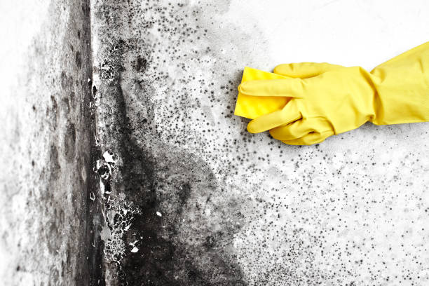 Best Attic Mold Remediation in Greenhills, OH