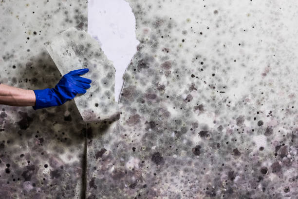 Best Commercial Mold Remediation in Greenhills, OH